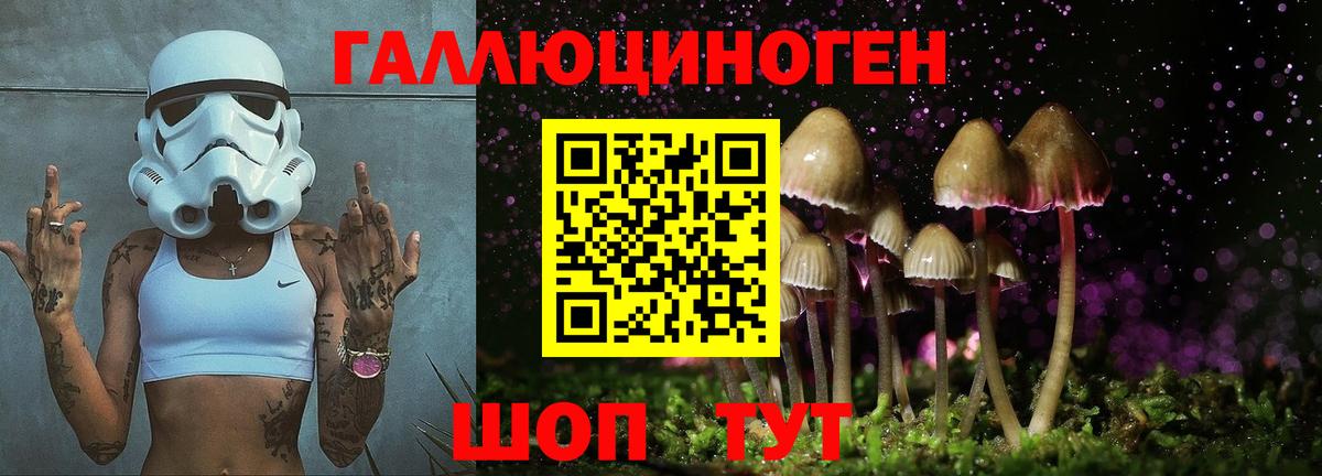 Псилоцибиновые грибы Psilocybe Фрязино